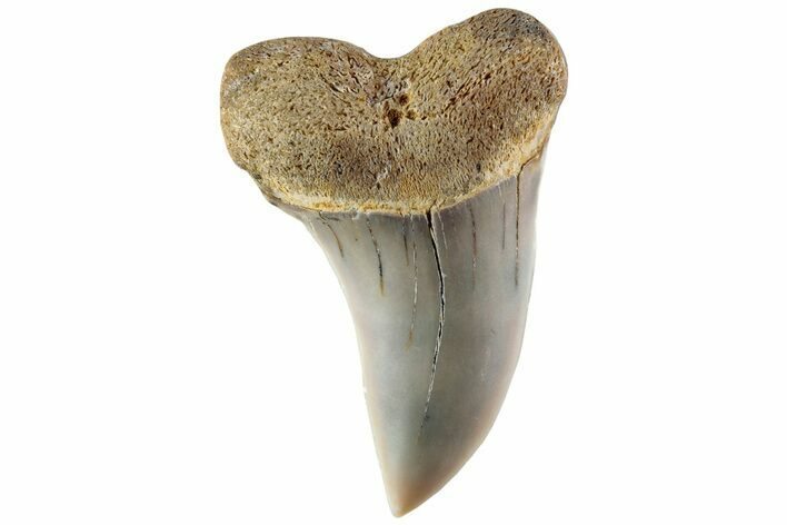 Fossil Shark Tooth (Carcharodon planus) - Bakersfield, CA #228921